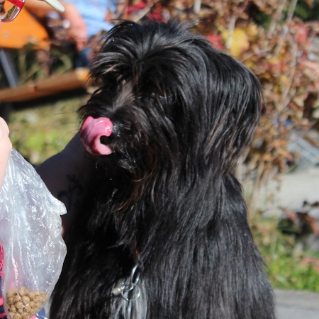 Hundetreffen 2015 im Allgäu (9)